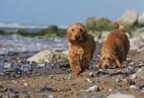 BASSET FAUVE DE BRETAGNE 051